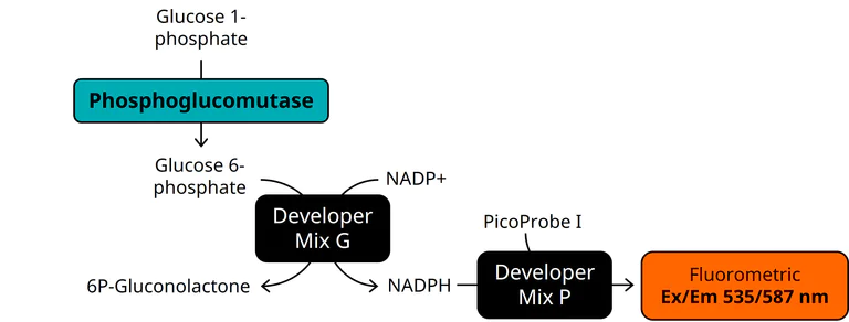 Functional Studies - Phosphoglucomutase Activity Assay Kit (Fluorometric) (AB211104)