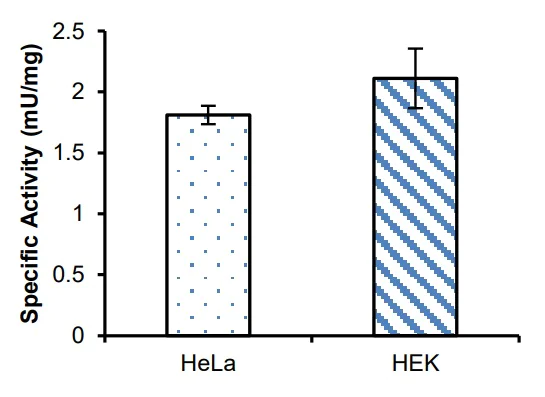 Functional Studies - Phosphoglycerate Dehydrogenase (PHGDH) Activity Assay Kit (Colorimetric) (AB273328)