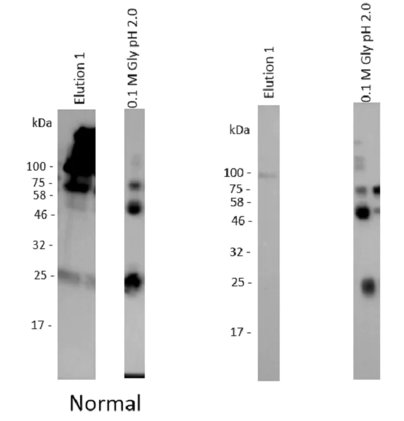 Immunoprecipitation - Anti-phosphohistidine antibody (AB231709)