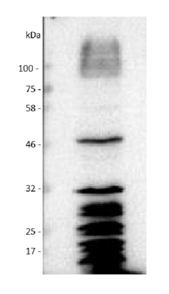 Western blot - Anti-phosphohistidine antibody (AB231709)