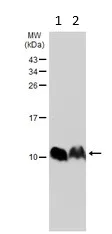 Western blot - Anti-Phospholamban antibody (AB126174)