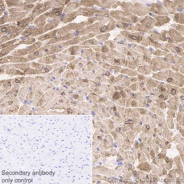 Immunohistochemistry (Formalin/PFA-fixed paraffin-embedded sections) - Anti-Phospholamban antibody [EPR21897] (AB219626), expandable thumbnail
