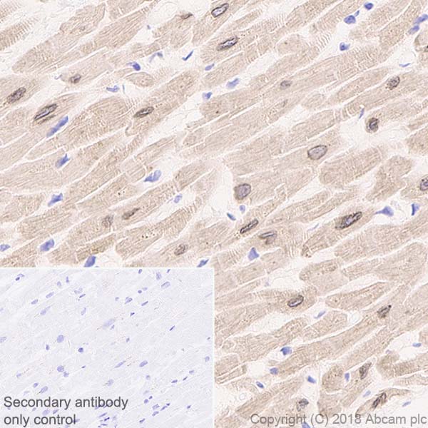 Immunohistochemistry (Formalin/PFA-fixed paraffin-embedded sections) - Anti-Phospholamban antibody [EPR21897] (ab219626), expandable thumbnail