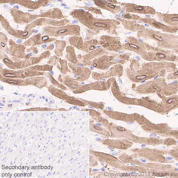 Immunohistochemistry (Formalin/PFA-fixed paraffin-embedded sections) - Anti-Phospholamban antibody [EPR21897] - BSA and Azide free (AB234903)