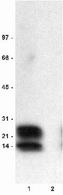 Anti-Phospholamban (phospho S16) antibody