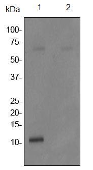 Western blot - Anti-Phospholamban (phospho S16) antibody [EPR1911] - BSA and Azide free (AB247592), expandable thumbnail
