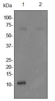 Western blot - Anti-Phospholamban (phospho S16) antibody [EPR1911] - BSA and Azide free (AB247592)