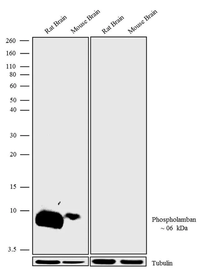 Western blot - Anti-Phospholamban (phospho S16 + T17) antibody [RP23040185] (AB308132)