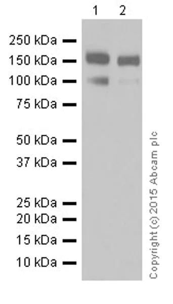 Western blot - Anti-Phospholipase C beta 1/PLCB1 antibody [EPR19085] (AB182359)