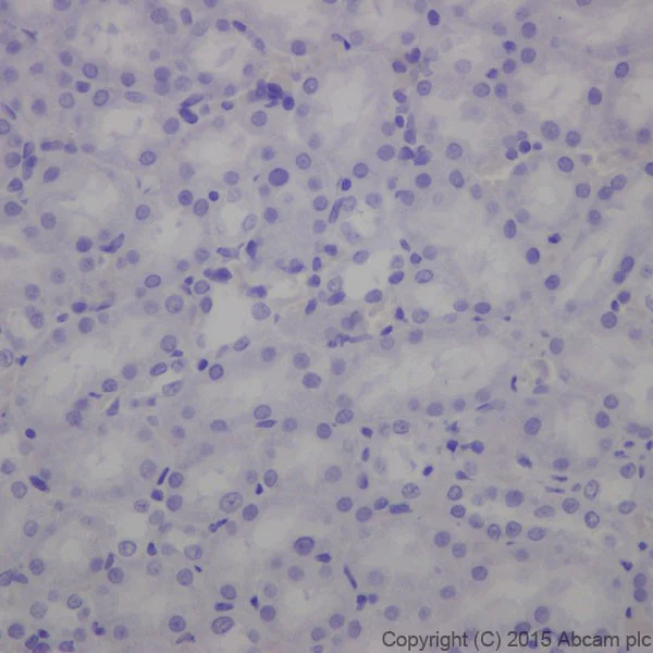 Immunohistochemistry (Formalin/PFA-fixed paraffin-embedded sections) - Anti-Phospholipase C beta 1/PLCB1 antibody [EPR19085] - BSA and Azide free (AB240260)