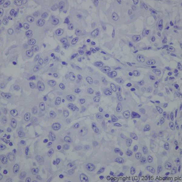 Immunohistochemistry (Formalin/PFA-fixed paraffin-embedded sections) - Anti-Phospholipase C beta 1/PLCB1 antibody [EPR19085] - BSA and Azide free (AB240260)