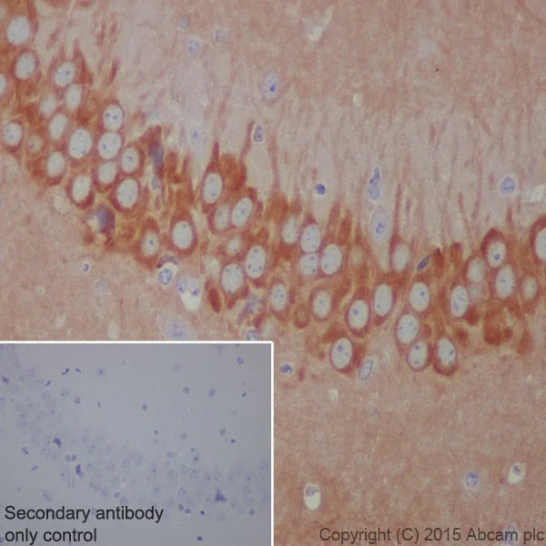Immunohistochemistry (Formalin/PFA-fixed paraffin-embedded sections) - Anti-Phospholipase C beta 1/PLCB1 antibody [EPR19085] - BSA and Azide free (AB240260)