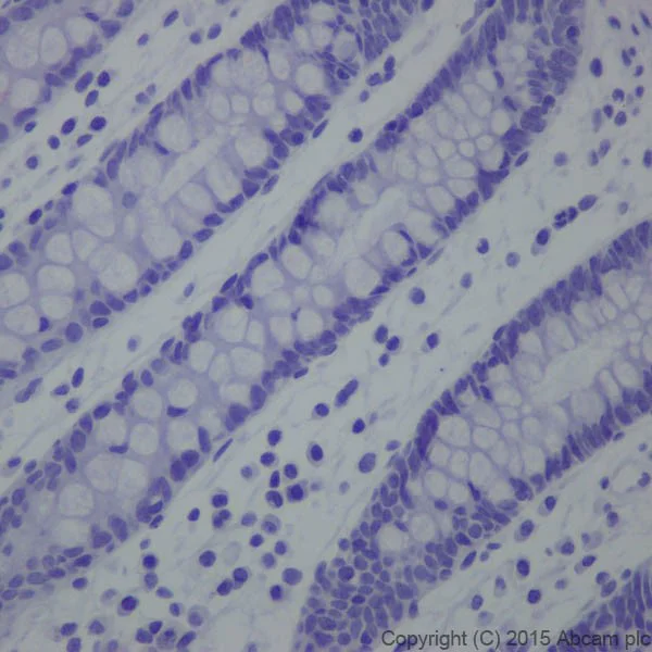 Immunohistochemistry (Formalin/PFA-fixed paraffin-embedded sections) - Anti-Phospholipase C beta 1/PLCB1 antibody [EPR19085] - BSA and Azide free (AB240260)