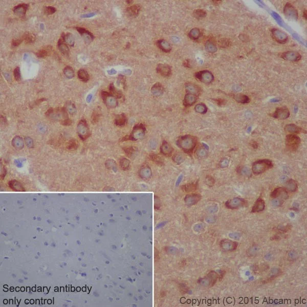 Immunohistochemistry (Formalin/PFA-fixed paraffin-embedded sections) - Anti-Phospholipase C beta 1/PLCB1 antibody [EPR19085] - BSA and Azide free (AB240260)