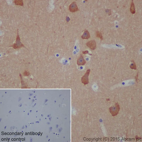 Immunohistochemistry (Formalin/PFA-fixed paraffin-embedded sections) - Anti-Phospholipase C beta 1/PLCB1 antibody [EPR19085] - BSA and Azide free (AB240260)