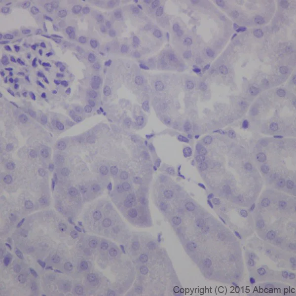 Immunohistochemistry (Formalin/PFA-fixed paraffin-embedded sections) - Anti-Phospholipase C beta 1/PLCB1 antibody [EPR19085] - BSA and Azide free (AB240260)