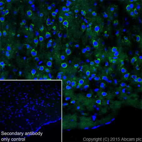 Immunohistochemistry (Frozen sections) - Anti-Phospholipase C beta 1/PLCB1 antibody [EPR19085] - BSA and Azide free (AB240260)