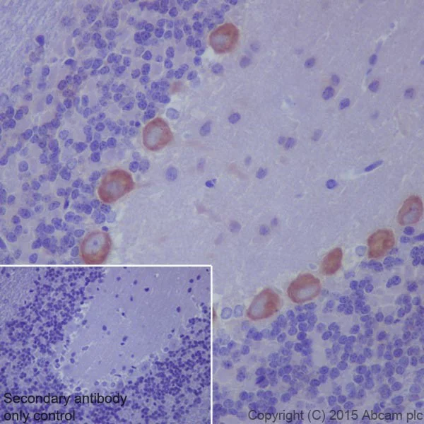 Immunohistochemistry (Formalin/PFA-fixed paraffin-embedded sections) - Anti-Phospholipase C beta 1/PLCB1 + Phospholipase C beta 3/PLCB3 antibody [EPR18714] (AB184743)