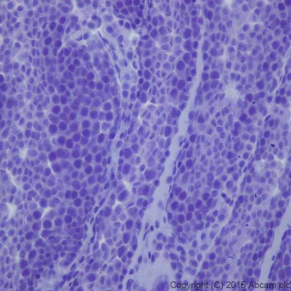 Immunohistochemistry (Formalin/PFA-fixed paraffin-embedded sections) - Anti-Phospholipase C beta 1/PLCB1 + Phospholipase C beta 3/PLCB3 antibody [EPR18714] (AB184743)