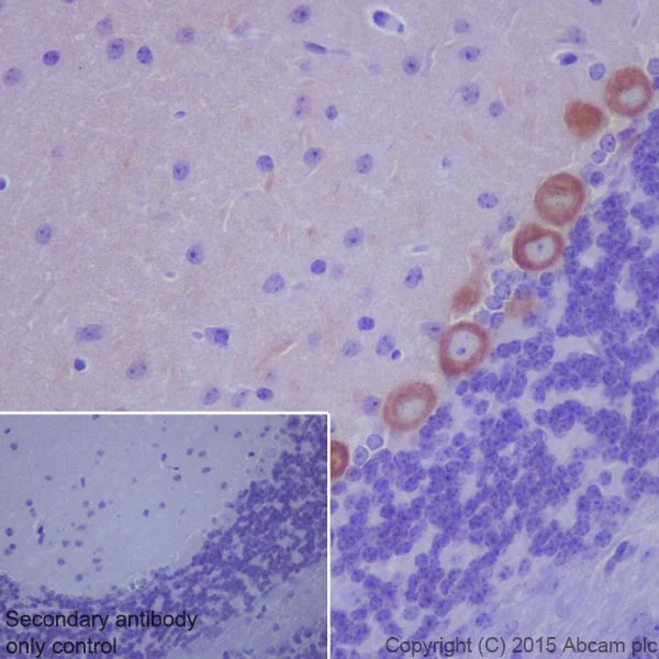 Immunohistochemistry (Formalin/PFA-fixed paraffin-embedded sections) - Anti-Phospholipase C beta 1/PLCB1 + Phospholipase C beta 3/PLCB3 antibody [EPR18714] (AB184743)