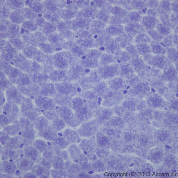 Immunohistochemistry (Formalin/PFA-fixed paraffin-embedded sections) - Anti-Phospholipase C beta 1/PLCB1 + Phospholipase C beta 3/PLCB3 antibody [EPR18714] (AB184743)