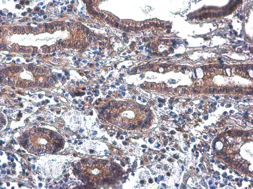 Immunohistochemistry (Formalin/PFA-fixed paraffin-embedded sections) - Anti-Phospholipase C beta 2/PLCB2 antibody (AB272919)