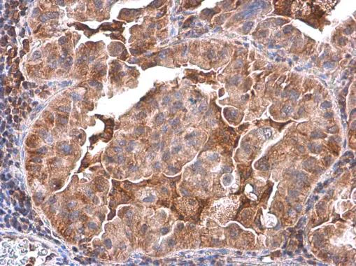 Immunohistochemistry (Formalin/PFA-fixed paraffin-embedded sections) - Anti-Phospholipase C beta 2/PLCB2 antibody (AB272919)