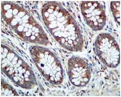 Immunohistochemistry (Formalin/PFA-fixed paraffin-embedded sections) - Anti-Phospholipase C beta 3/PLCB3 antibody [EPR5951] - BSA and Azide free (AB247988)