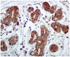 Immunohistochemistry (Formalin/PFA-fixed paraffin-embedded sections) - Anti-Phospholipase C beta 3/PLCB3 antibody [EPR5951] - BSA and Azide free (AB247988)