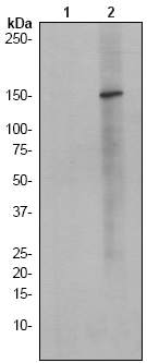 Western blot - Anti-Phospholipase C beta 3/PLCB3 (phospho S537) antibody [EPR1498Y] (AB51247), expandable thumbnail