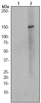 Western blot - Anti-Phospholipase C beta 3/PLCB3 (phospho S537) antibody [EPR1498Y] - BSA and Azide free (AB247313)