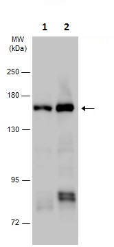 Western blot - Anti-Phospholipase C gamma 1/PLC-gamma-1 (phospho S1248) antibody - C-terminal (AB226926), expandable thumbnail