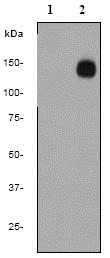 Western blot - Anti-Phospholipase C gamma 1/PLC-gamma-1 (phospho Y1253) antibody [EP1502Y] (AB81284), expandable thumbnail