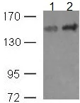 Western blot - Anti-Phospholipase C gamma 1/PLC-gamma-1 (phospho Y771) antibody (AB131455)
