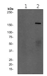 Western blot - Anti-Phospholipase C gamma 1/PLC-gamma-1 (phospho Y771) antibody [EPR2610Y] (AB68148)