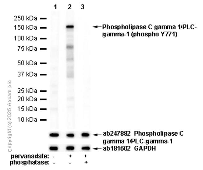 Western blot - Anti-Phospholipase C gamma 1/PLC-gamma-1 (phospho Y771) antibody [EPR2610Y] - BSA and Azide free (AB247364)