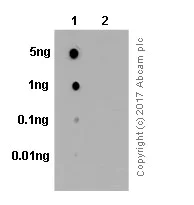 Dot Blot - Anti-Phospholipase C gamma 1/PLC-gamma-1 (phospho Y783) antibody [EP1898Y] (AB76031)