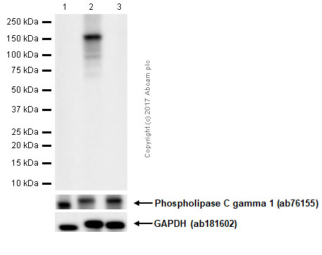 protein lipase c Regulating G protein activity by lipase-independent functions of phospholipase  C main image 0