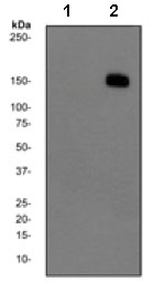 Western blot - Anti-Phospholipase C gamma 1/PLC-gamma-1 (phospho Y783) antibody [EPR2611Y] - BSA and Azide free (AB248714), expandable thumbnail