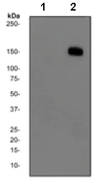 Western blot - Anti-Phospholipase C gamma 1/PLC-gamma-1 (phospho Y783) antibody [EPR2611Y] - BSA and Azide free (AB248714)