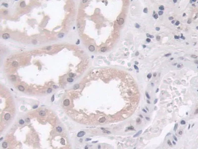 Immunohistochemistry (Formalin/PFA-fixed paraffin-embedded sections) - Anti-Phospholipase D antibody (AB233238)