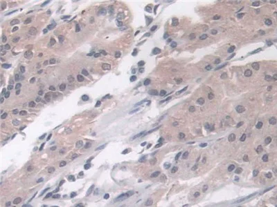Immunohistochemistry (Formalin/PFA-fixed paraffin-embedded sections) - Anti-Phospholipase D antibody (AB233238)