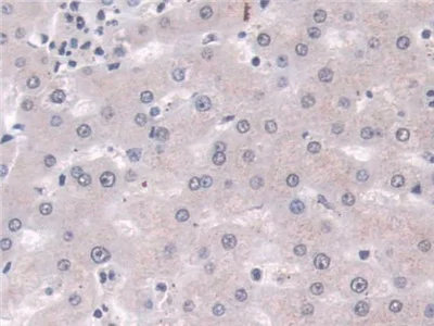 Immunohistochemistry (Formalin/PFA-fixed paraffin-embedded sections) - Anti-Phospholipase D antibody (AB233238)