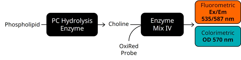 Schematic Diagram - Phospholipid Assay Kit (Colorimetric/Fluorometric) (AB234050)