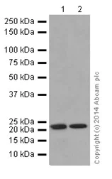 Western blot - Anti-Phosphomevalonate kinase antibody [EPR15029] - BSA and Azide free (AB251290)