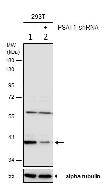 Western blot - Anti-Phosphoserine Aminotransferase antibody (AB154055)