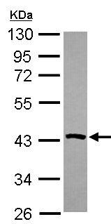 Western blot - Anti-Phosphoserine Aminotransferase antibody (AB154055), expandable thumbnail