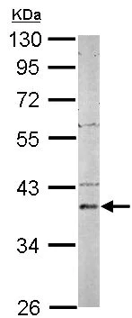 Western blot - Anti-Phosphoserine Aminotransferase antibody (AB154055)