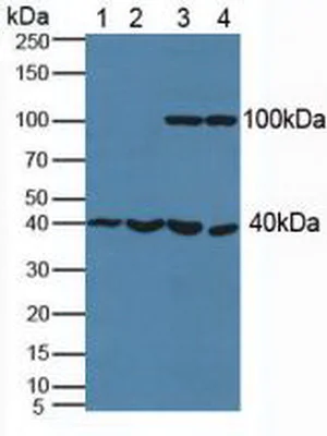 Western blot - Anti-Phosphoserine Aminotransferase antibody (AB232944)