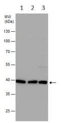 Western blot - Anti-Phosphoserine Aminotransferase antibody (AB96136)